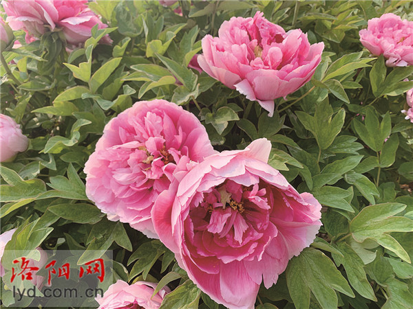 洛阳牡丹不仅“甲”天下 还逐步实现“遍”天下 洛阳牡丹不仅“甲”天下 还逐步实现“遍”天下