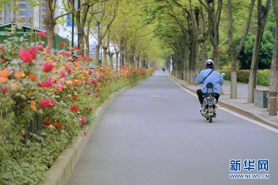 一脚踏进花海 60公里月季花路穿越武汉