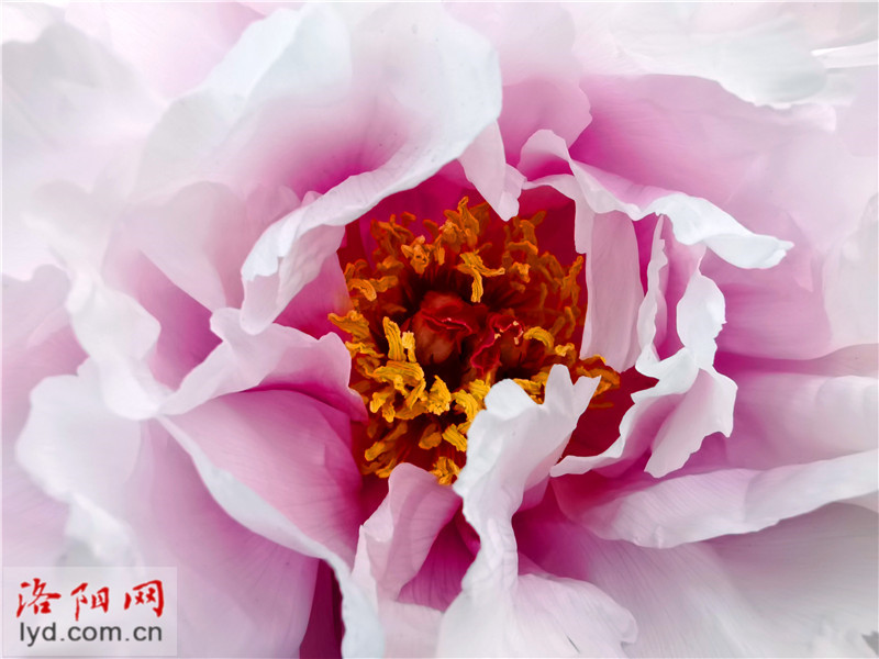 洛阳牡丹不仅“甲”天下 还逐步实现“遍”天下 洛阳牡丹不仅“甲”天下 还逐步实现“遍”天下