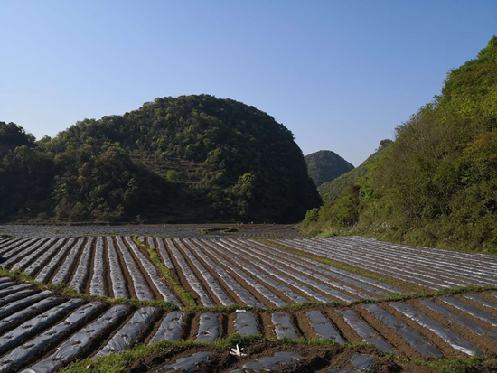 【ok】贵州六枝：强化农业面源污染治理 让农业回归绿色本色