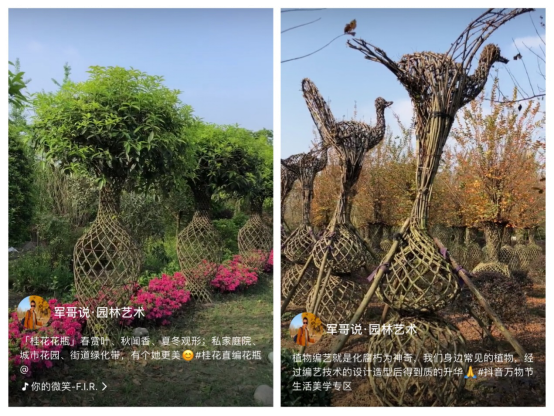 将植物造型凹出新花样,火山小视频这个园林大师走红 将植物造型凹出新花样,火山小视频这个园林大师走红