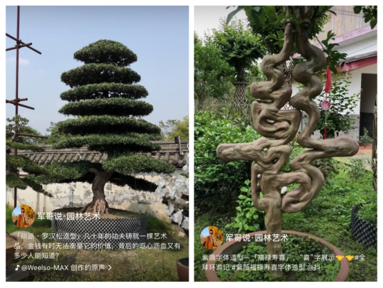 将植物造型凹出新花样,火山小视频这个园林大师走红 将植物造型凹出新花样,火山小视频这个园林大师走红