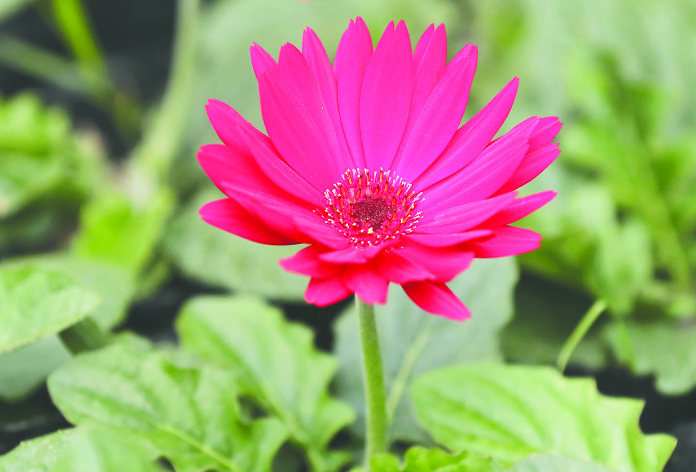 43个品种32万盆花草即将亮相长春街头