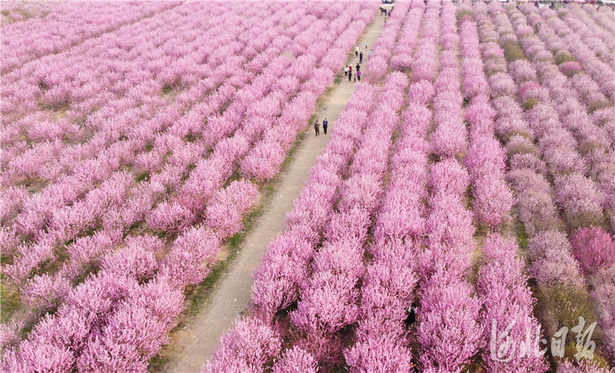 河北石家庄：赏花踏青春意浓