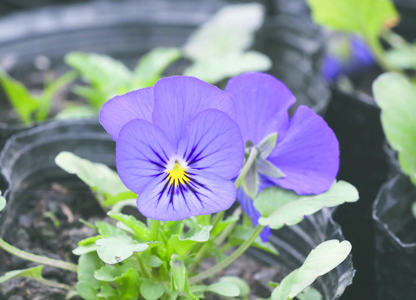 43个品种32万盆花草即将亮相长春街头