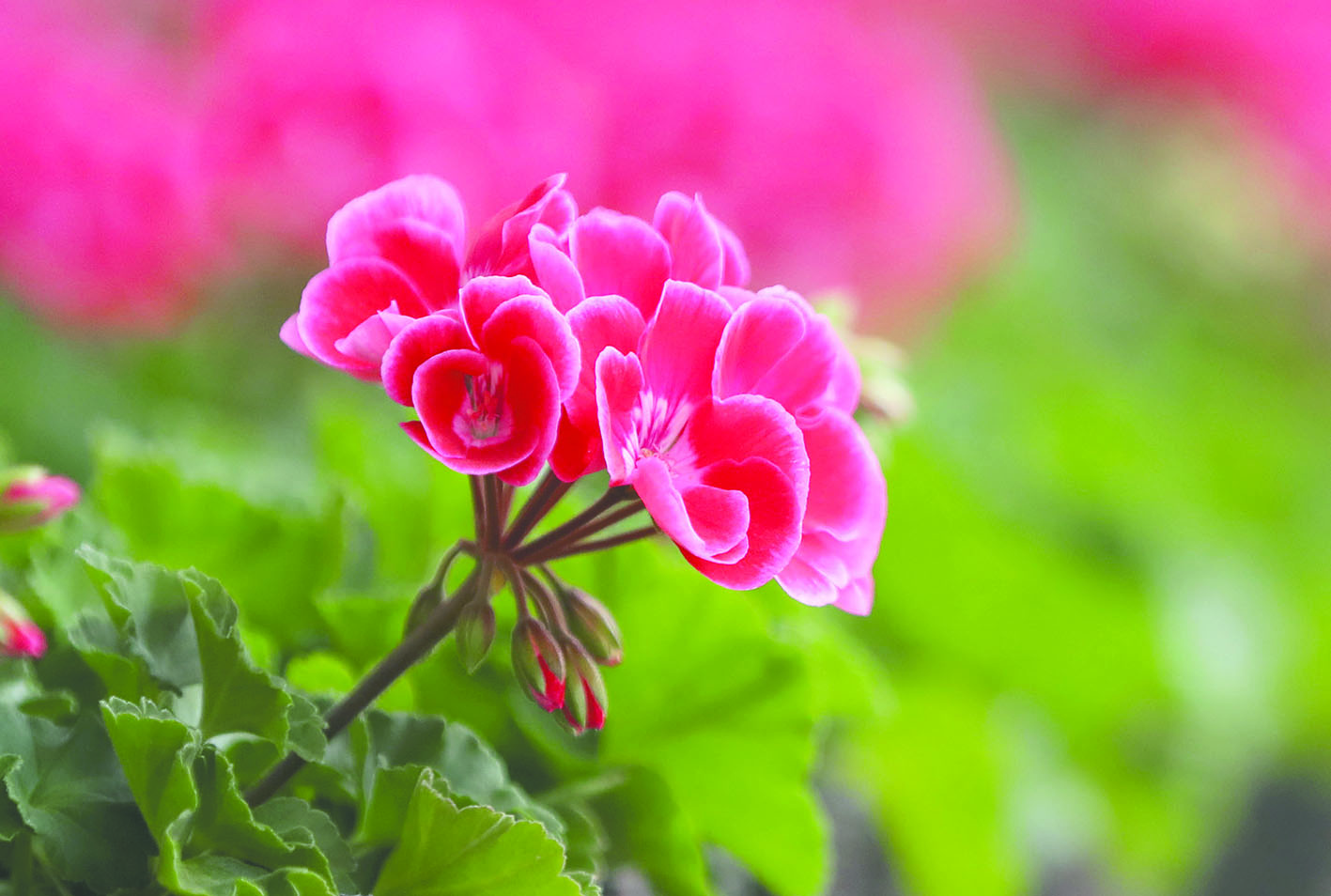 43个品种32万盆花草即将亮相长春街头