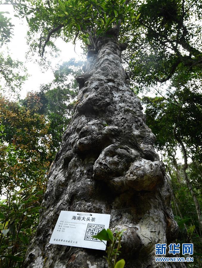 海南热带雨林国家公园：打造自贸港生态名片