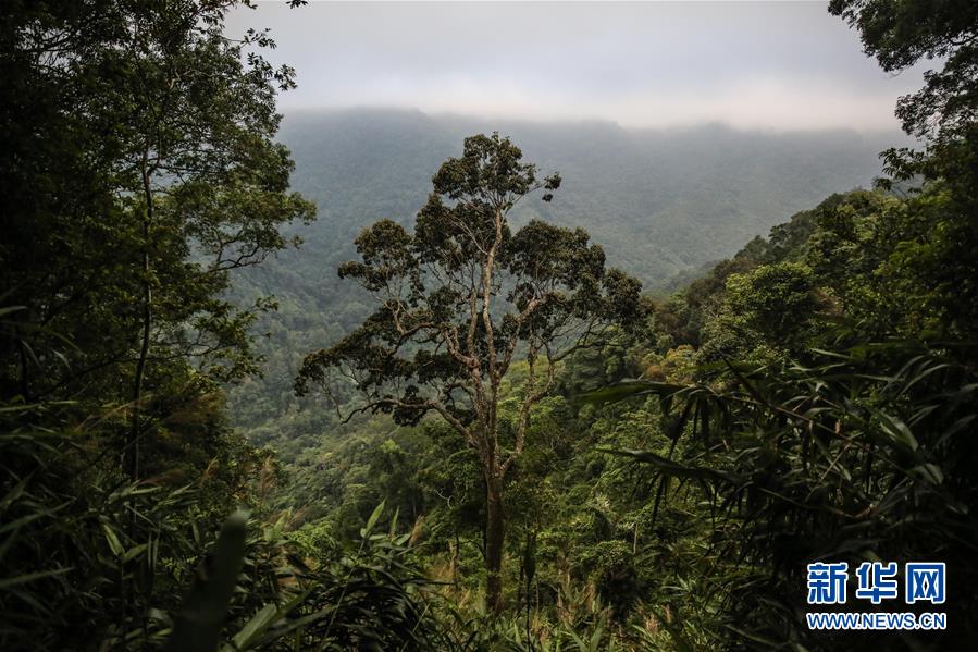 海南热带雨林国家公园：打造自贸港生态名片