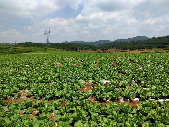 （大扶贫） 贵州：丰富市民“菜篮子” 鼓起农民“钱袋子”