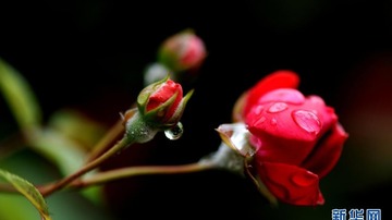 වර්ෂා පතනයත් සමග පුෂ්ප දර්ශන