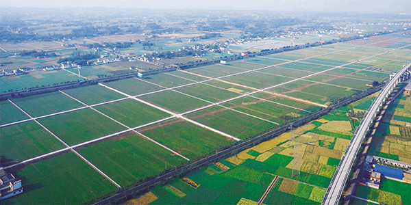 眉山东坡区:构建特色农业产业体系 带动农业现代化转型_fororder_高标准农田-供图-东坡区农业农村局