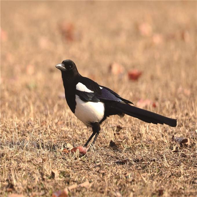 江苏省观测到450余种鸟类 占全国鸟类种数近1/3