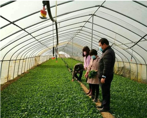 沣西新城:春耕“抢种”菜满园