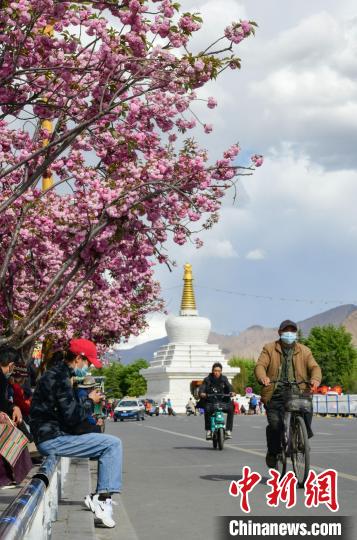 Istana Potala Dihiasi Bunga Sakura_fororder_yinghua2
