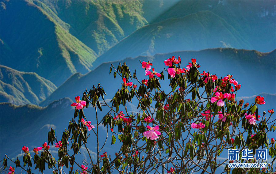 “五一”临近 神农架高山杜鹃花盛放迎客