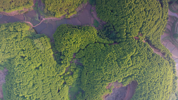 图片默认标题_fororder_叙州区的万亩樟海