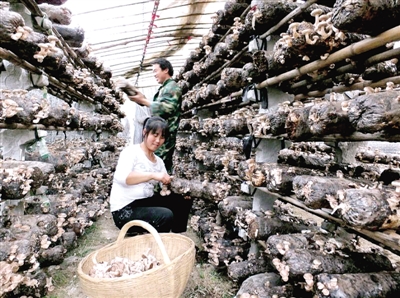 【中原优品-图片】西峡香菇出口30多个国家和地区