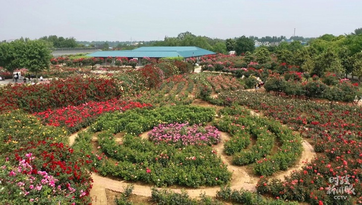 លោកស៊ីជីនភីង​  ប្រធានរដ្ឋចិនចុះត្រួតពិនិត្យ“ឧស្សហកម្មស្រស់ស្អាត”នៅ“ស្រុកកំណើត​ផ្កាកុលាបចិន”របស់ប្រទេសចិន_fororder_321
