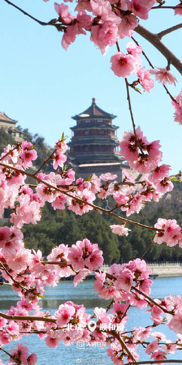 全部デスクトップの壁紙に使いたい 中国各地の清明節の春景色 中国国際放送局