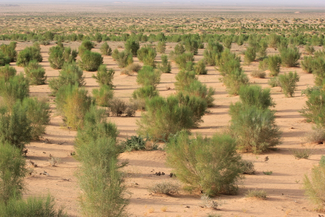 1億本梭梭植樹イベントが内蒙古のウランプハ砂漠で開催_fororder_图3
