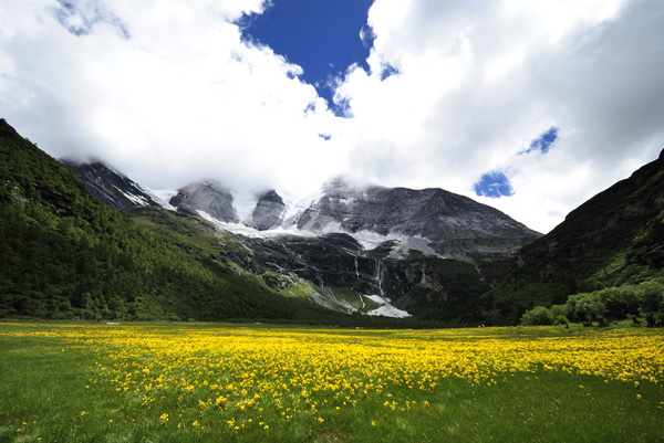图片默认标题_fororder_夏日央迈勇繁花盛开-供图-稻城县委宣传部