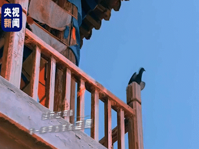 小鸟一样可以变成雄鹰经历过风雨看过这世界的风景依旧保持童心我们