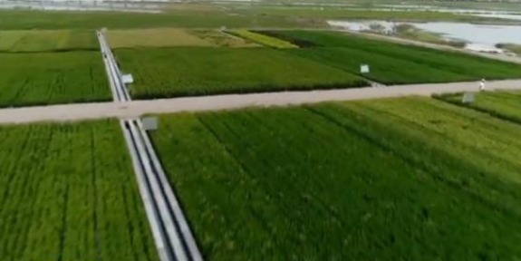 【壮丽70年 奋斗新时代】科技助力 海水稻测试面积近两万亩
