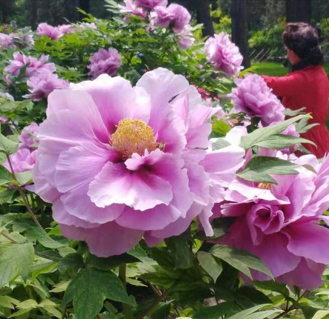 5月4日 火曜日_fororder_微信图片_20210504212008