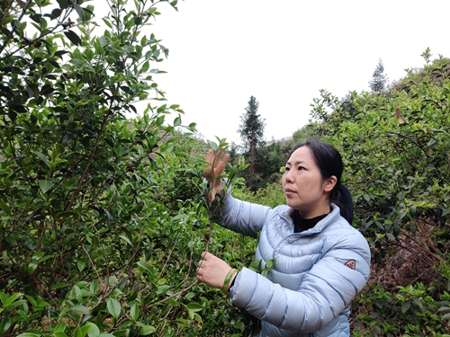 江西省赣州市林业技术推广站站长刘蕾:赣南油茶科技推广的有心人 江西省赣州市林业技术推广站站长刘蕾:赣南油茶科技推广的有心人_fororder_1