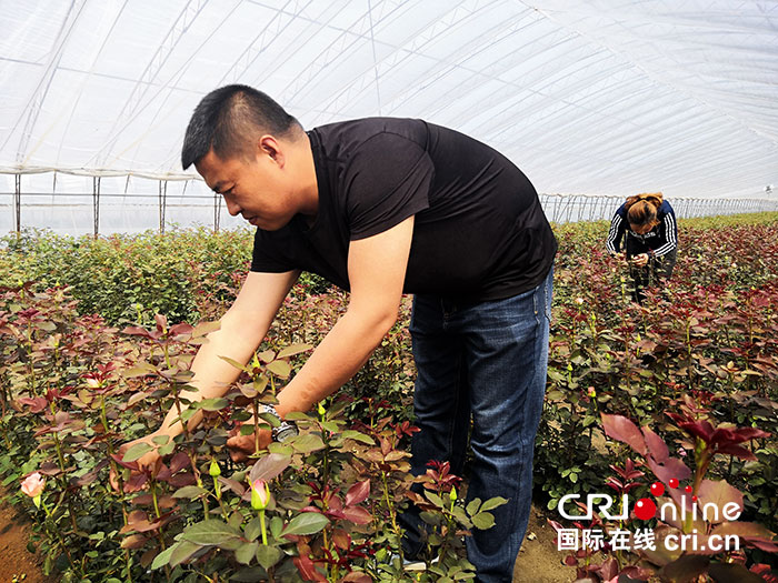 08【吉林】【供稿】【CRI看吉林（标题）】长春德惠市棚膜特色经济助推乡村振兴