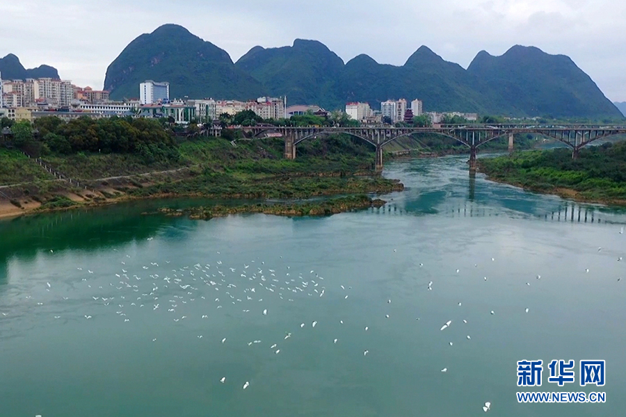 广西河池：碧水绕城白鹭飞