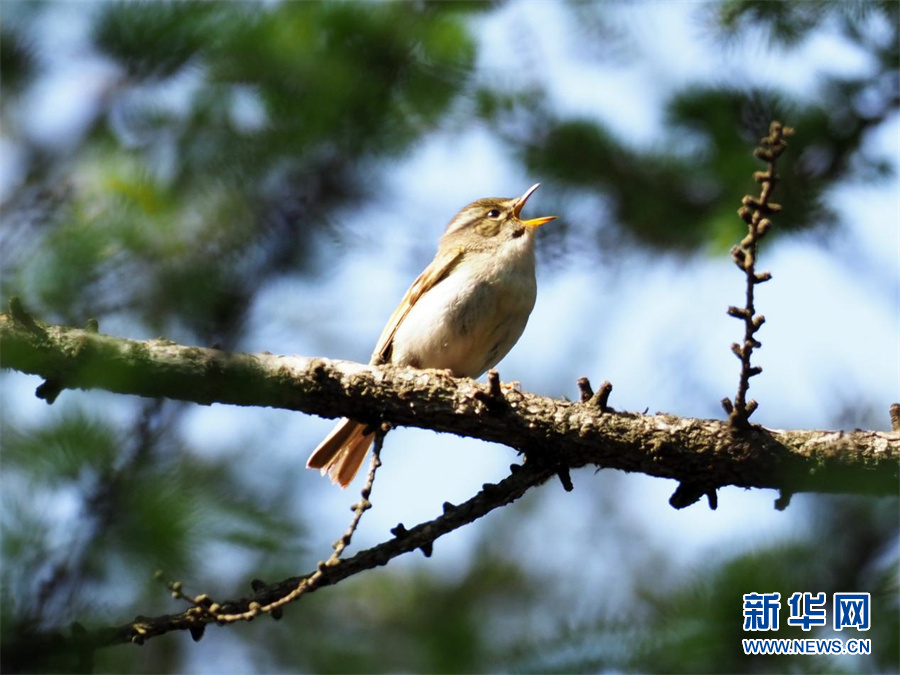 湖北鸟类再添新成员！神农架发现湖北省鸟类新记录种黑喉歌鸲、异色树莺