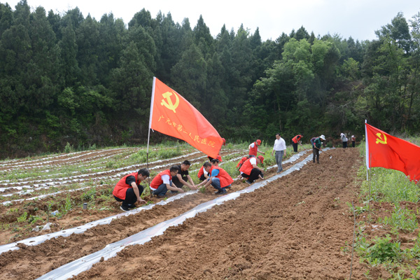 图片默认标题_fororder_帮扶人员与村民一起栽种辣椒----摄影---雷艳