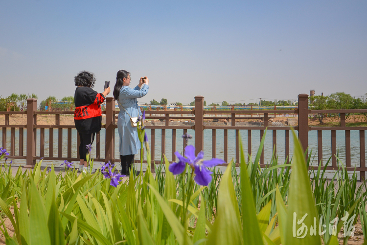 河北邯郸：旧坑塘“变身”大公园