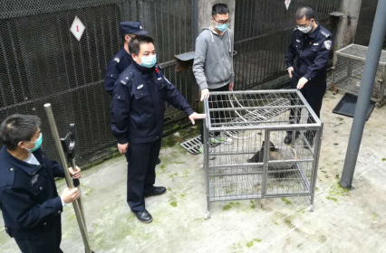 【OK】【渝中区公安分局供稿】居民家阳台惊现“小怪兽” 重庆渝中警方捕获后送动物园