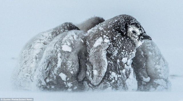 南极帝企鹅宝宝抵御暴风雪画面