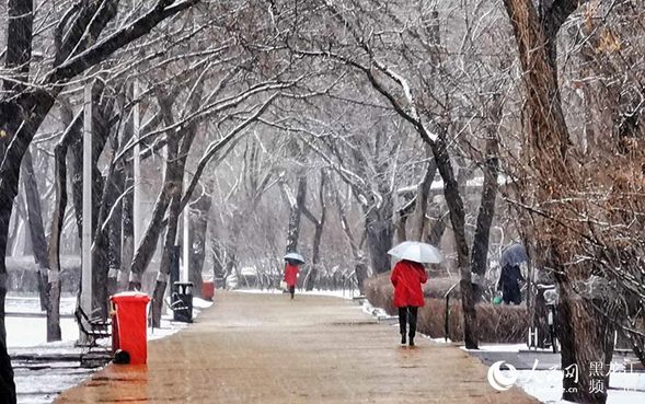 冰城四月迎春雪 最低气温跌至零下