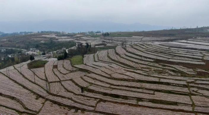 航拍贵州纳雍寨乐千亩辣椒基地 气势雄伟的春耕画卷