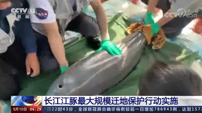 長江スナメリ19頭を移送保護_fororder_C 图片