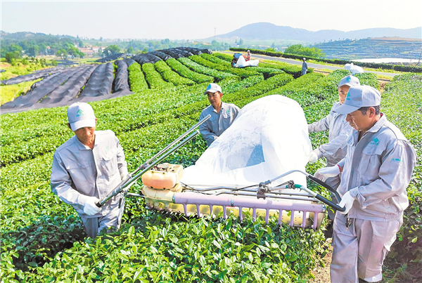 大悟茶产业引进18个合作项目_fororder_01