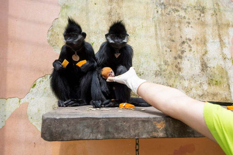 广西梧州：人工繁殖黑叶猴喜添丁