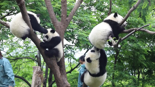 陝西省秦嶺で昨年生まれたパンダ4頭 すくすく成長_fororder_N6图1