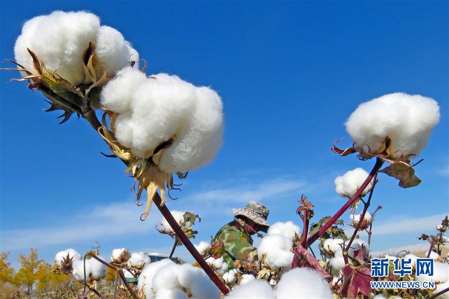 新疆棉花丰收 雪白连成片(组图)