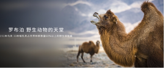 蝉联皮卡销量冠军 长城炮4月全球销售10006台