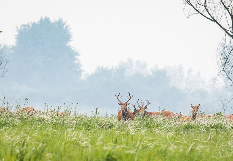 ทางน้ำเก่าแม่น้ำแยงซี กลายเป็นถิ่นอาศัยของกวางปักกิ่ง_fororder_麋鹿2