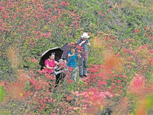 广西：元宝山上杜鹃红