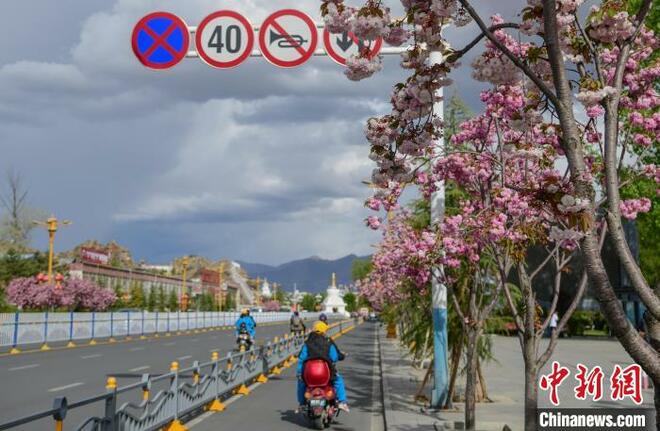 Istana Potala Dihiasi Bunga Sakura_fororder_yinghua5