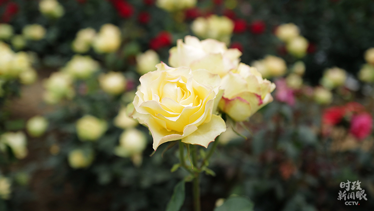 时政新闻眼丨习近平赴河南南阳考察,为何关注这些名人、名产?