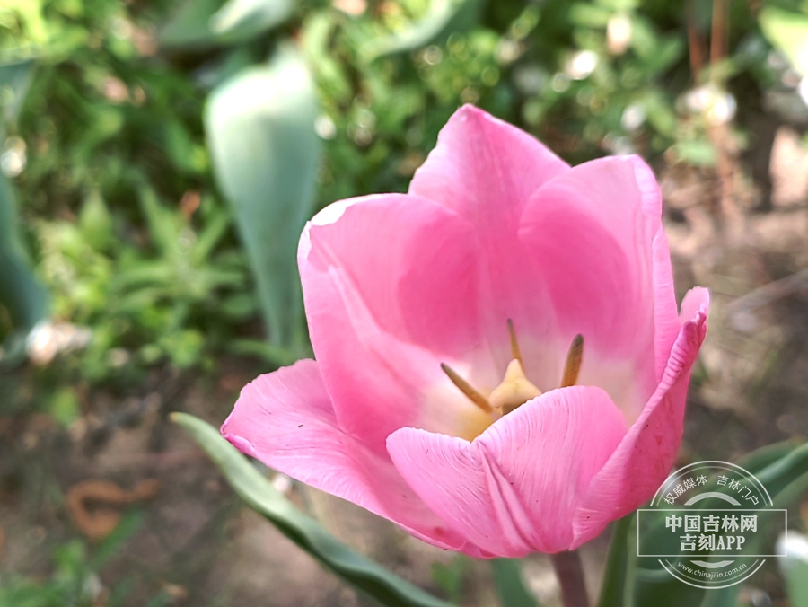 长春公园郁金香花开满园