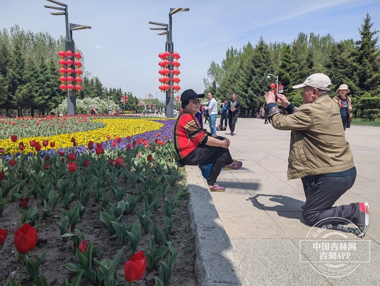 长春公园郁金香花开满园